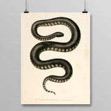 Egyptian Snake Painting