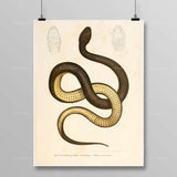 Egyptian Snake Painting