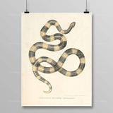 Egyptian Snake Painting