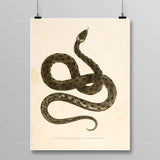 Egyptian Snake Painting