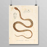 Egyptian Snake Painting