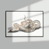 Giant Snake Poster