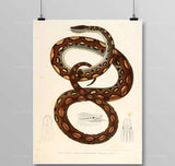 Egyptian Snake Painting