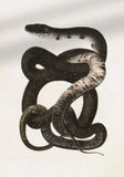 Realistic Snake Painting