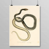 Egyptian Snake Painting