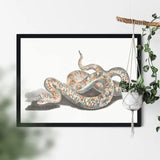 Giant Snake Poster